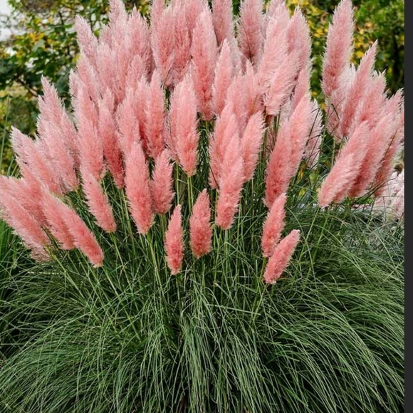 FG #5/Pls Tag/Follow/Share๐350K goal met!๐๐ Thanks so much for all your help! - Picture 2 of 14